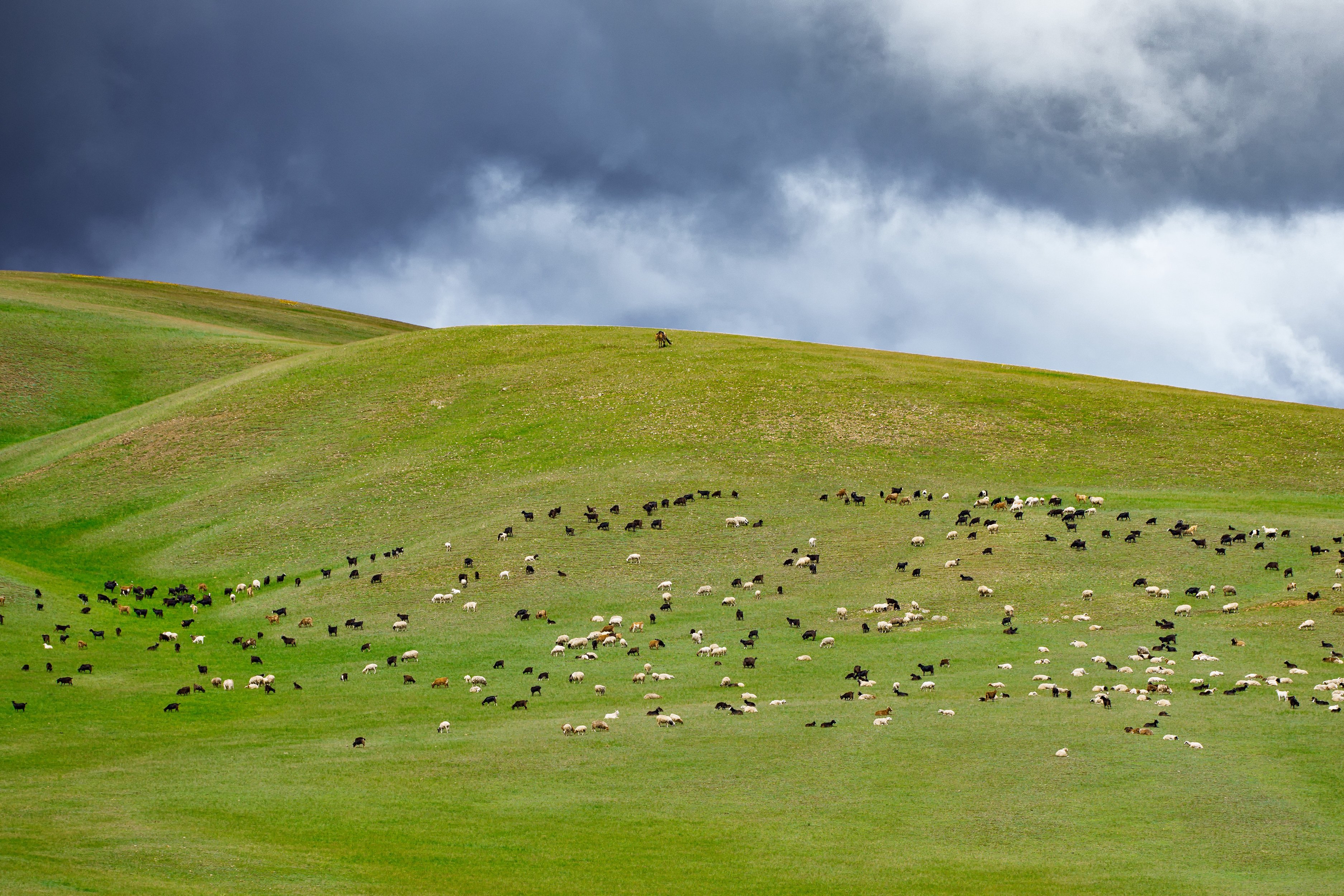 Rolling hills of Casic; a riding shepherd tends to their flock.